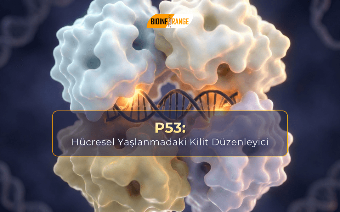 p53: Hücresel Yaşlanmadaki Kilit Düzenleyici