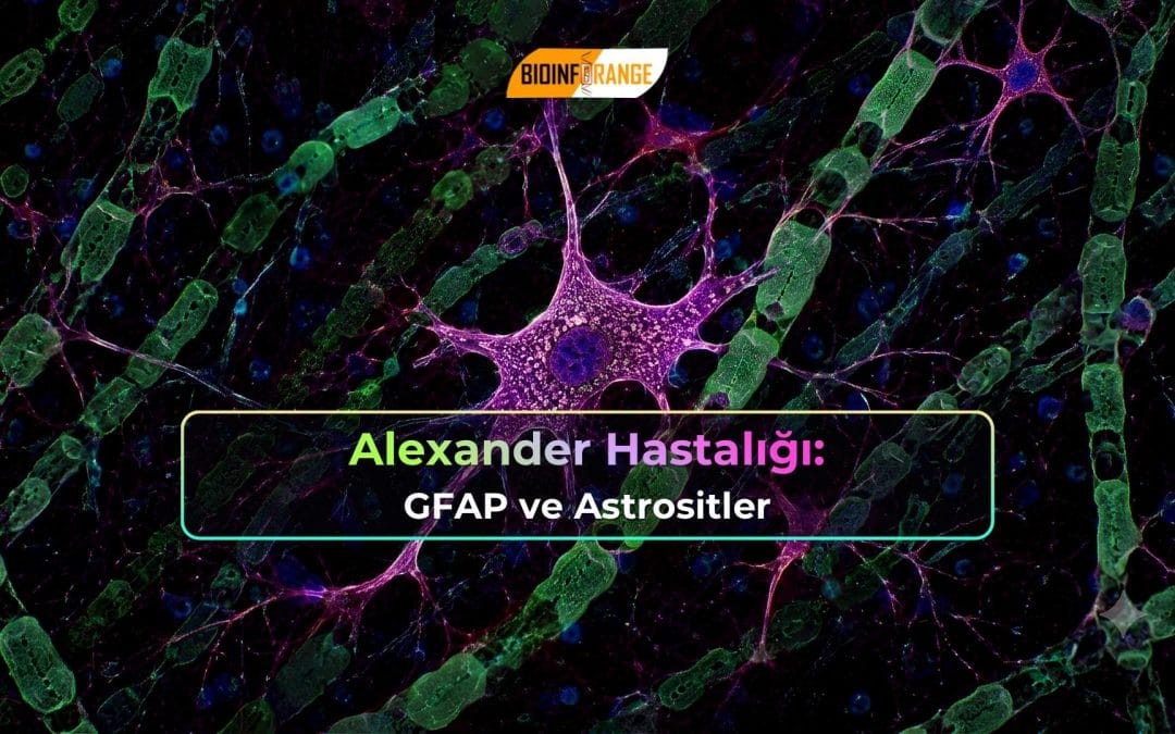 Alexander Hastalığı: GFAP ve Astrositler