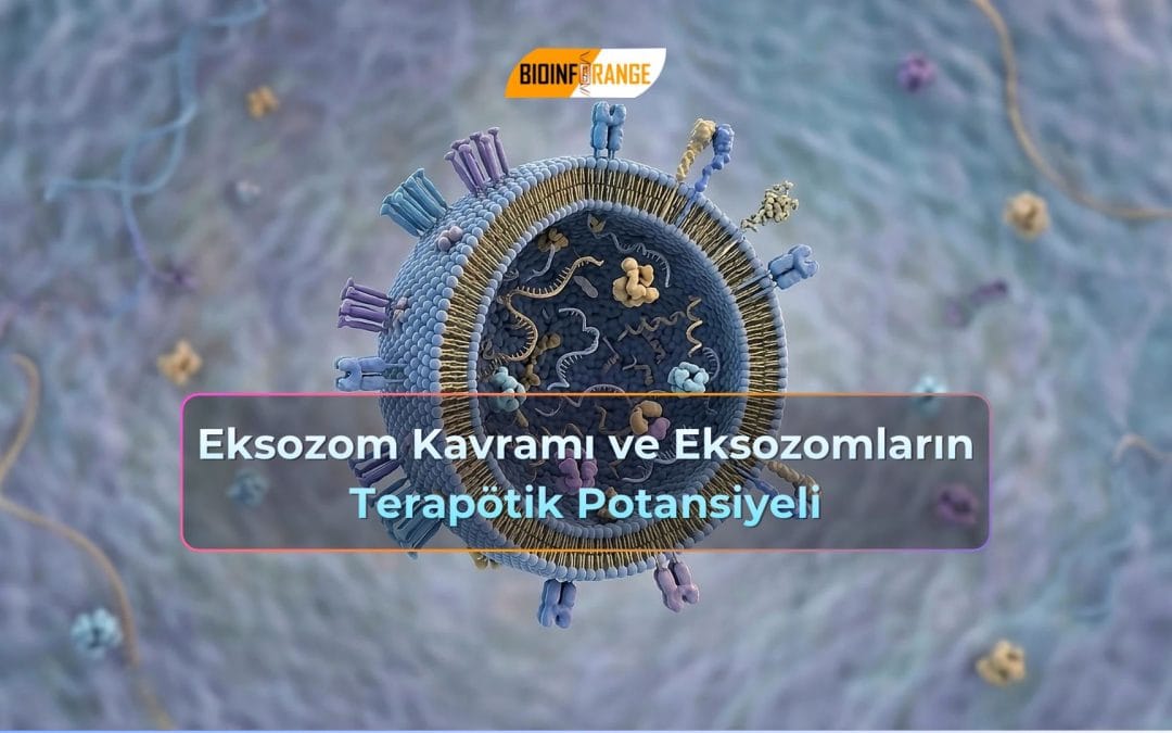 Eksozom Kavramı ve Eksozomların Terapötik Potansiyeli