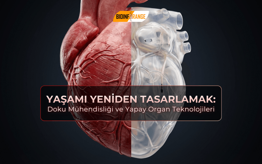 Yaşamı Yeniden Tasarlamak: Doku Mühendisliği ve Yapay Organ Teknolojileri