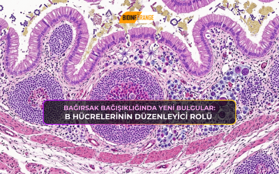 Bağırsak Bağışıklığında Yeni Bulgular: B Hücrelerinin Düzenleyici Rolü