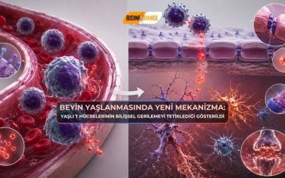 Beyin Yaşlanmasında Yeni Mekanizma: Yaşlı T Hücrelerinin Bilişsel Gerilemeyi Tetiklediği Gösterildi