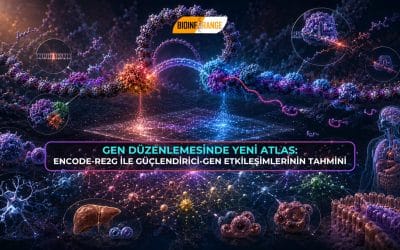Gen Düzenlemesinde Yeni Atlas: ENCODE-rE2G ile Güçlendirici-Gen Etkileşimlerinin Tahmini