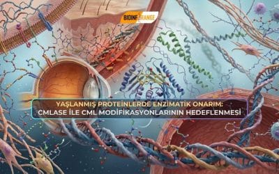 Yaşlanmış Proteinlerde Enzimatik Onarım: CMLase ile CML Modifikasyonlarının Hedeflenmesi