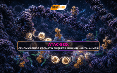 ATAC-seq: Genom Çapında Kromatin Erişebilirliğinin Haritalanması
