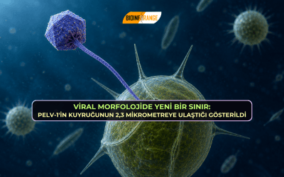 Viral Morfolojide Yeni Bir Sınır: PelV-1’in Kuyruğunun 2,3 Mikrometreye Ulaştığı Gösterildi